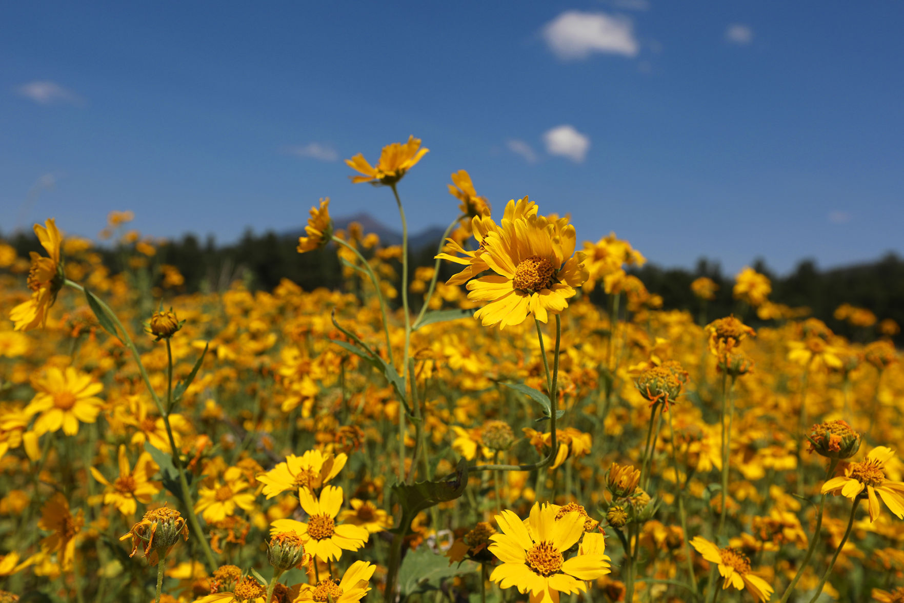 A Carpet of Gold